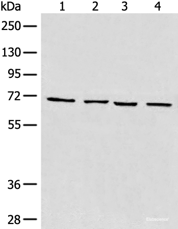 Western blot analysis of 293T cell Human heart tissue Raji and LNCAP cell lysates using MAPK4 Polyclonal Antibody at dilution of 1:550