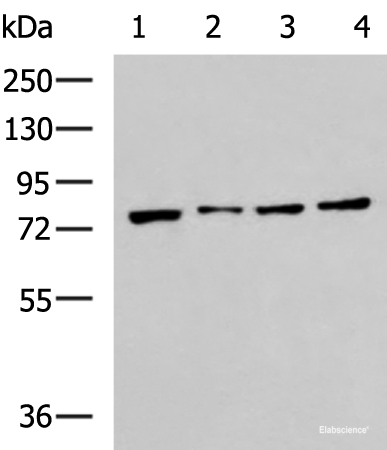 Western blot analysis of RAW264.7 MCF7 Jurkat and A431 cell lysates using HSPA5 Polyclonal Antibody at dilution of 1:400