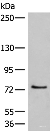 Western blot analysis of 293T cell lysate using MCMBP Polyclonal Antibody at dilution of 1:800