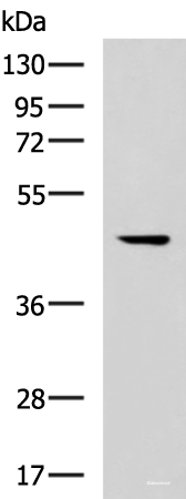 Western blot analysis of 293T cell lysate using MLNR Polyclonal Antibody at dilution of 1:500