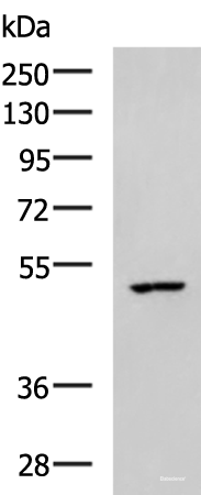 Western blot analysis of MCF7 cell lysate using CKMT1A/CKMT1B Polyclonal Antibody at dilution of 1:600
