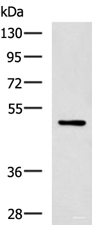 Western blot analysis of MCF-7 cell lysate using PAX2 Polyclonal Antibody at dilution of 1:400