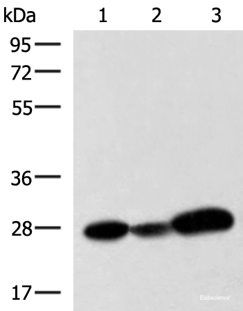 Western blot analysis of 293T K562 and NIH/3T3 cell lysates using VEGFA Polyclonal Antibody at dilution of 1:1050