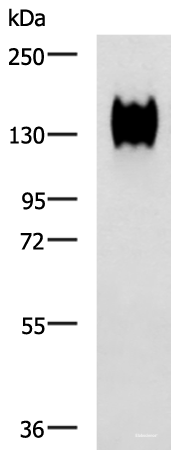 Western blot analysis of A549 cell lysate using CEACAM1 Polyclonal Antibody at dilution of 1:500