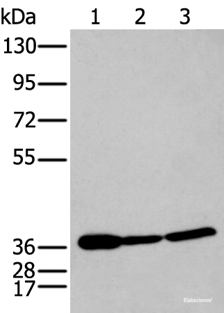 Western blot analysis of 293T and Hela cell lysates using P2RY11 Polyclonal Antibody at dilution of 1:250