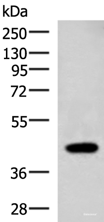 Western blot analysis of Raji cell lysate using ADH1B Polyclonal Antibody at dilution of 1:1000