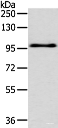 Western blot analysis of Hela cell using EPHA3 Polyclonal Antibody at dilution of 1:400