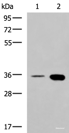 Western blot analysis of HepG2 cell and Mouse brain tissue lysates using MAF Polyclonal Antibody at dilution of 1:550