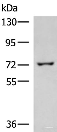Western blot analysis of 293T cell lysate using GLS Polyclonal Antibody at dilution of 1:850