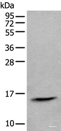 Western blot analysis of Human lymph gland tissue lysate using CCL21 Polyclonal Antibody at dilution of 1:600