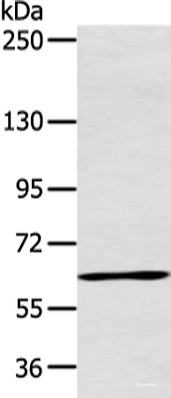 Western blot analysis of Raji cell using ATG16L1 Polyclonal Antibody at dilution of 1:600