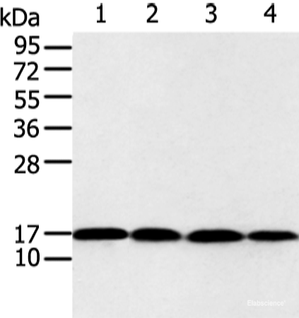 Western blot analysis of 293T and Jurkat cell using UBE2I Polyclonal Antibody at dilution of 1:650