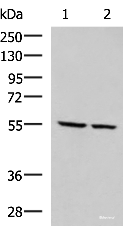 Western blot analysis of LOVO and LO2 cell lysates using ECM1 Polyclonal Antibody at dilution of 1:650