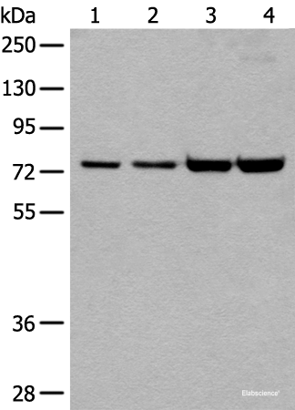 Western blot analysis of 293T and Hela cell lysates using MTA2 Polyclonal Antibody at dilution of 1:400