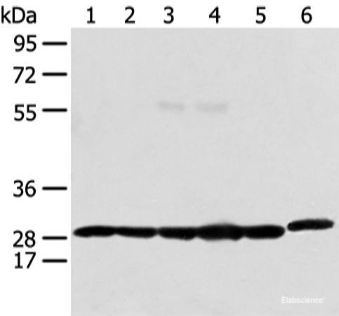 Western blot analysis of 293T Raji and Hela cell using PRDX4 Polyclonal Antibody at dilution of 1:400