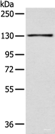 Western blot analysis of 293T cell using SMARCA1 Polyclonal Antibody at dilution of 1:450
