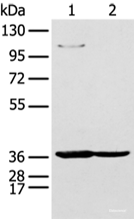 Western blot analysis of 293T and K562 cell using NUDT19 Polyclonal Antibody at dilution of 1:350