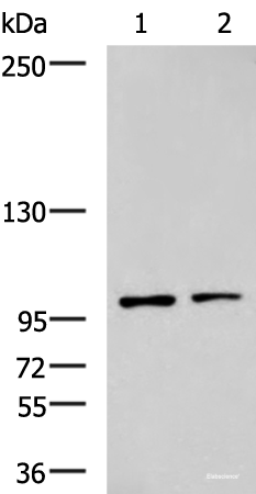 Western blot analysis of Raji and HepG2 cell lysates using GLI1 Polyclonal Antibody at dilution of 1:900