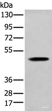Western blot analysis of NIH/3T3 cell using SERPINH1 Polyclonal Antibody at dilution of 1:450