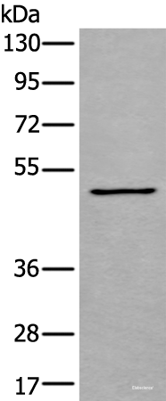 Western blot analysis of K562 cell lysate using GATA3 Polyclonal Antibody at dilution of 1:600