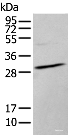 Western blot analysis of TM4 cell lysate using HOXC9 Polyclonal Antibody at dilution of 1:350