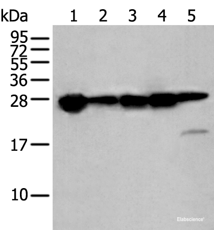 Western blot analysis of 293T cell lysates using HSPB1 Polyclonal Antibody at dilution of 1:250