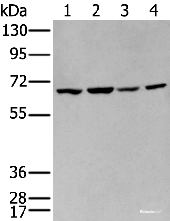 Western blot analysis of 293T and Hela cell lysates using IGF2BP3 Polyclonal Antibody at dilution of 1:350