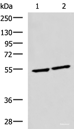 Western blot analysis of Raji and Jurkat cell lysates using IRF2 Polyclonal Antibody at dilution of 1:1350