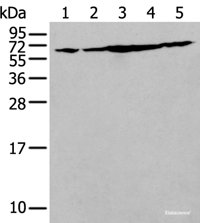 Western blot analysis of NIH/3T3 Hela Jurkat Hepg2 and A549 cell lysates using IRF5 Polyclonal Antibody at dilution of 1:250