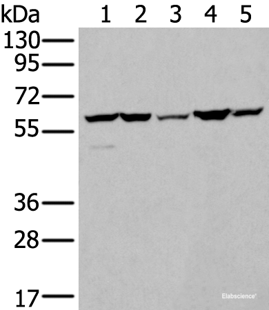 Western blot analysis of A549 A172 HT-29 HEPG2 and Hela cell lysates using ZBTB3 Polyclonal Antibody at dilution of 1:550