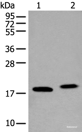 Western blot analysis of K562 cell and Mouse brain tissue lysates using VAMP4 Polyclonal Antibody at dilution of 1:400