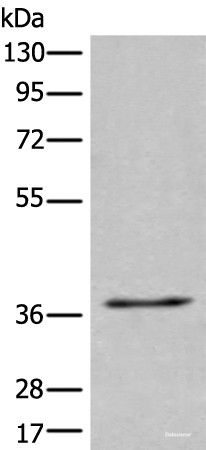 Western blot analysis of 231 cell lysate using UBAC2 Polyclonal Antibody at dilution of 1:400