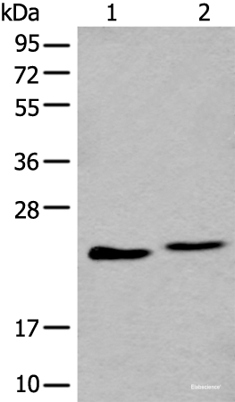 Western blot analysis of A549 and K562 cell lysate using BLVRB Polyclonal Antibody at dilution of 1:600