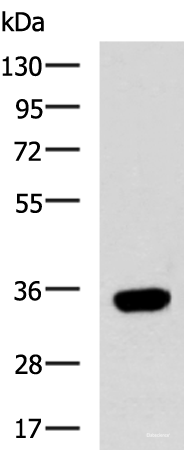 Western blot analysis of HepG2 cell lysate using CD274 Polyclonal Antibody at dilution of 1:700