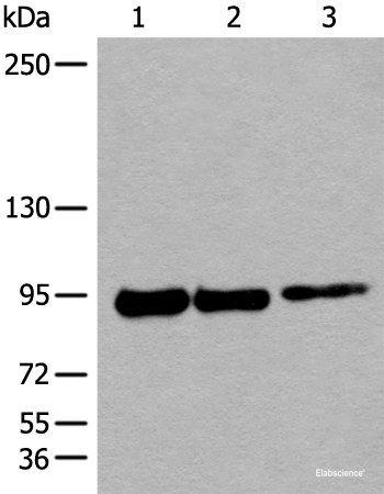 Western blot analysis of 293T cell lysates using PIBF1 Polyclonal Antibody at dilution of 1:250