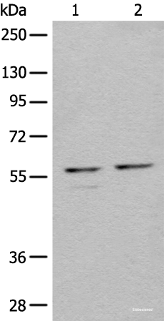 Western blot analysis of 293T cell lysates using URI1 Polyclonal Antibody at dilution of 1:450