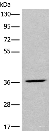 Western blot analysis of HEPG2 cell lysate using LDAH Polyclonal Antibody at dilution of 1:650