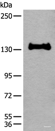 Western blot analysis of 231 cell lysate using CAPN15 Polyclonal Antibody at dilution of 1:450