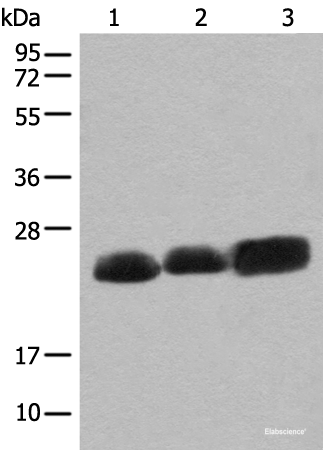 Western blot analysis of Mouse brain tissue Rat brain tissue and Human cerebrum tissue lysates using CEND1 Polyclonal Antibody at dilution of 1:500