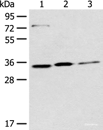 Western blot analysis of 293T Hela and A431 cell lysates using MORF4L2 Polyclonal Antibody at dilution of 1:500