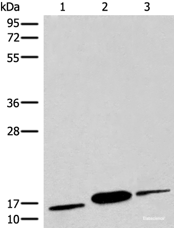 Western blot analysis of Human muscle tissue Human heart tissue Mouse heart tissue lysates using COX6A2 Polyclonal Antibody at dilution of 1:450