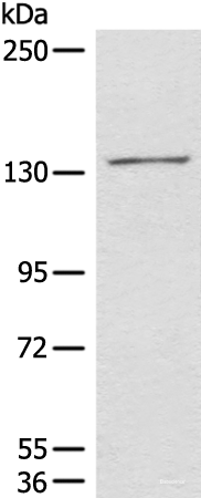 Western blot analysis of 231 cell lysate using HIPK2 Polyclonal Antibody at dilution of 1:850