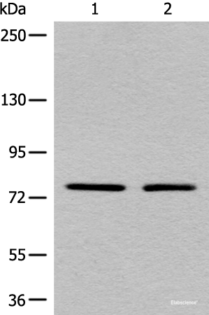 Western blot analysis of A431 and Raji cell lysates using MARK2 Polyclonal Antibody at dilution of 1:550