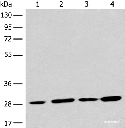 Western blot analysis of 293T cell lysates using PNPO Polyclonal Antibody at dilution of 1:700