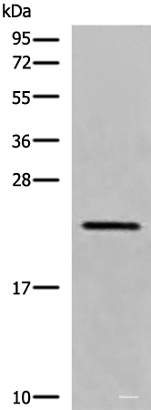 Western blot analysis of RAW264.7 cell lysate using CREG1 Polyclonal Antibody at dilution of 1:550