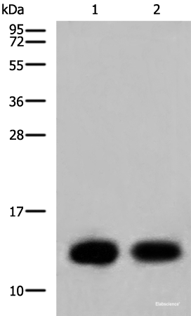 Western blot analysis of Mouse heart tissue and Human heart tissue lysates using COX6C Polyclonal Antibody at dilution of 1:800