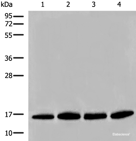 Western blot analysis of Human prostate tissue PC-3 A549 and TM4 cell lysates using HIST1H2BA Polyclonal Antibody at dilution of 1:500
