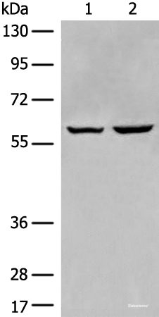 Western blot analysis of HEPG2 and Jurkat cell lysates using EBF2 Polyclonal Antibody at dilution of 1:650