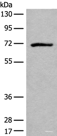 Western blot analysis of Jurkat cell lysate using ADGRE3 Polyclonal Antibody at dilution of 1:550