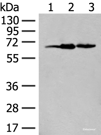 Western blot analysis of 293T cell lysates using EXOSC9 Polyclonal Antibody at dilution of 1:400